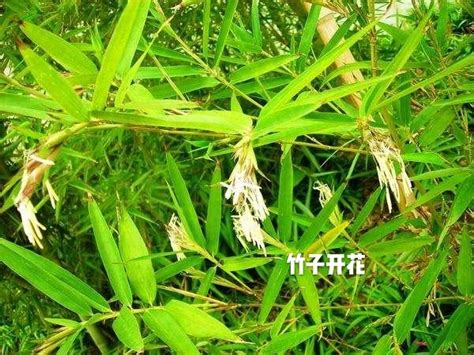 竹子開花的惡兆|「竹子開花，必有異象」，竹子開花真的是「災難」的。